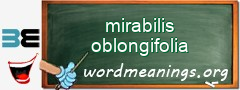 WordMeaning blackboard for mirabilis oblongifolia